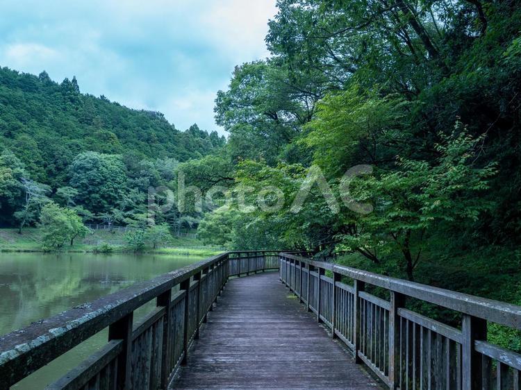 まだ薄暗い山の中の池と遊歩道③ 池,遊歩道,山の写真素材