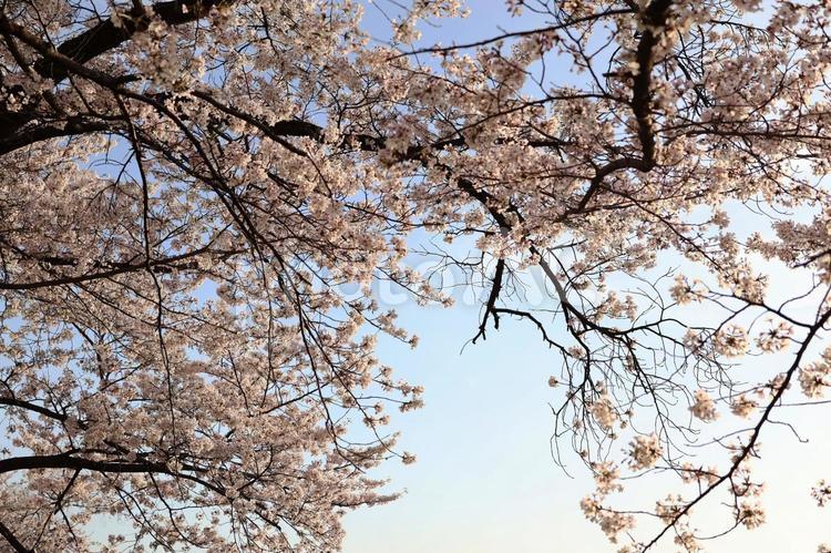 夕方の青空の中で綺麗に咲く満開の桜 桜,春,花の写真素材