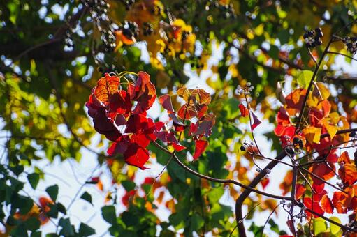 紅葉したモミジ 秋,紅葉,風景の写真素材