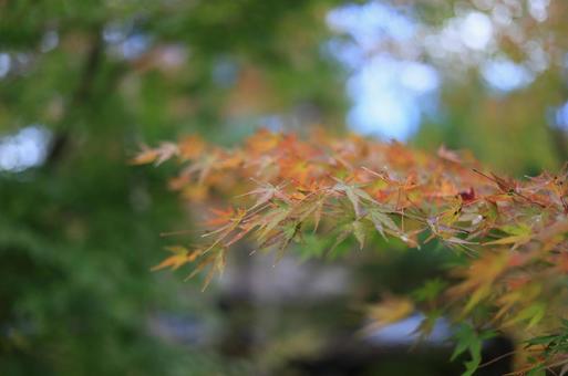 色づき始めた紅葉 色づき始めた紅葉の写真