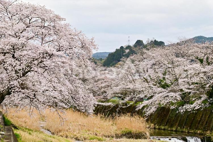 川沿いの満開桜並木 桜,春,背景の写真素材