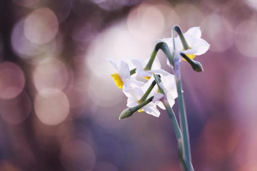 朝の光に輝く水仙 朝の光に輝く水仙 スイセン,花,水仙の写真素材
