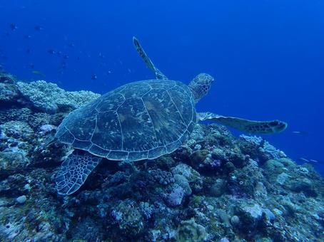 ウミガメ ウミガメ 珊瑚礁,珊瑚,海の写真素材