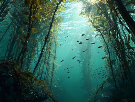 ケルプの森を泳ぐ魚群の写真 ケルプの森を泳ぐ魚群の写真の写真