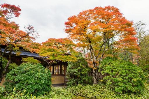 定義の秋⑺ 秋,紅葉,定義如来の写真素材