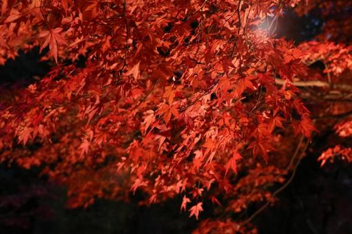 夜に映える紅葉ライトアップ 夜に映える紅葉ライトアップの写真