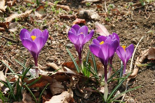 クロッカスの咲く風景 クロッカス,鮮やか,春秋の写真素材