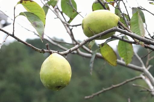 かりんの木なり かりんの木なり 植物,果物,花梨の写真素材