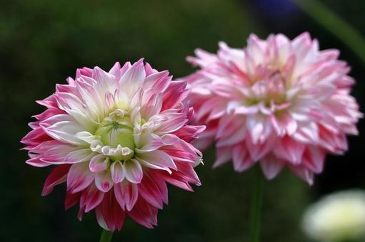 Photo, dahlia, flower, asteraceae plant, 