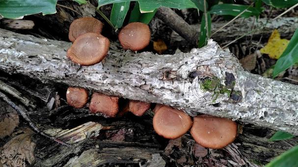 最高の天然椎茸 椎茸,きのこ,キノコ狩りの写真素材