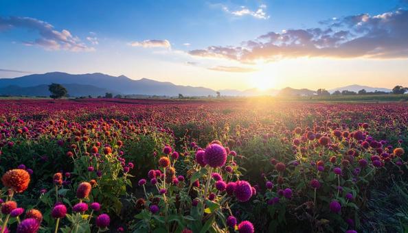 夏から秋の花 センニチコウ 夏から秋の花 センニチコウの写真