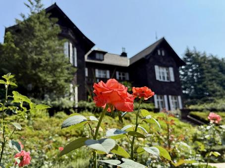 旧古河邸 旧古河庭園 7月のバラ園 旧古河邸 旧古河庭園 7月のバラ園 旧古河邸,旧古河庭園,洋館の写真素材