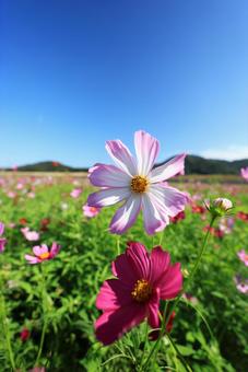 コスモス畑 コスモス,こすもす,こすもす畑の写真素材