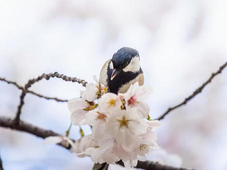 桜とシジュウカラ シジュウカラ,野鳥,鳥の写真素材