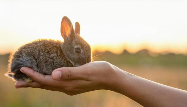 赤ちゃんウサギ 赤ちゃんウサギの写真