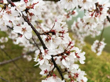 満開の白色のサクラの花の写真