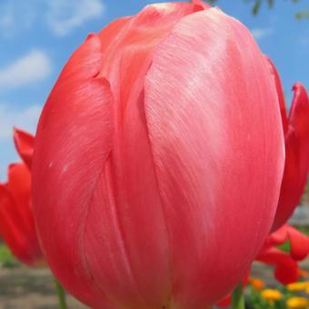 Tulips, JPG Tulips, JPG
