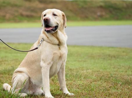 お座りするラブラドールレトリバー お座りするラブラドールレトリバー 犬,ラブラドール,ラブラドールレトリバーの写真素材