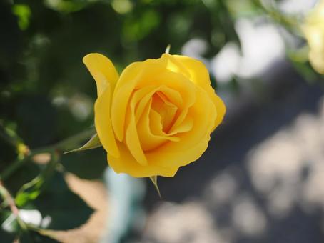 バラガーデンの黄色い薔薇を撮影しました バラガーデンの黄色い薔薇を撮影しました 花,薔薇,花びらの写真素材