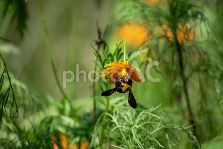 鮮やかなオレンジ色の花にとまるクマバチ クマバチ,クマンバチ,ハナバチの写真素材