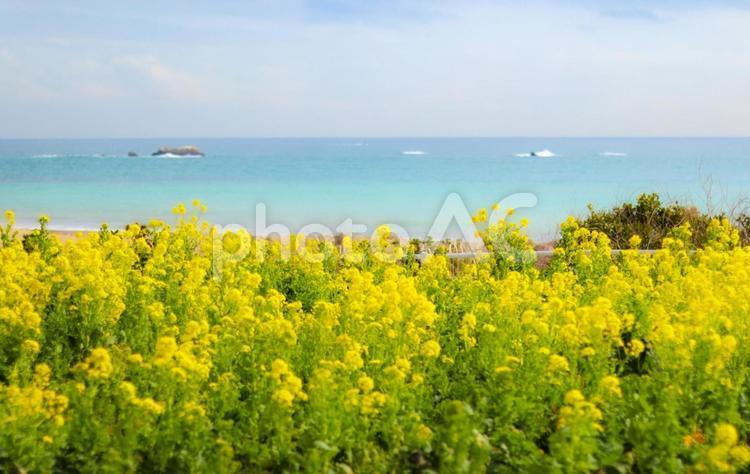 菜の花と海 渥美半島,伊良湖岬,菜の花の写真素材