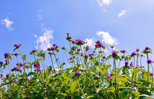 紫系センニチコウの花と夏空 紫系センニチコウの花と夏空 センニチコウ,花,赤紫の写真素材