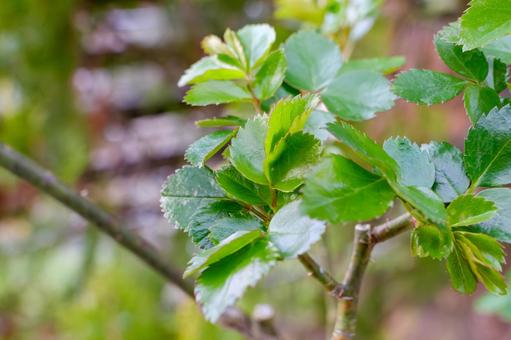 新芽が育つ薔薇の若葉 薔薇,葉,新芽の写真素材