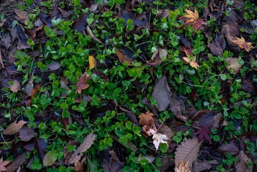 鮮やかな緑に落ち着く枯れた葉 落ち葉,緑,木の葉の写真素材