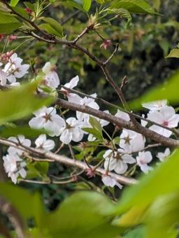 桜 桜の写真