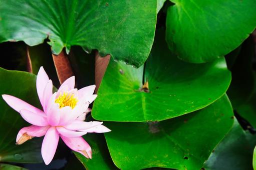 蓮の花のある風景 蓮の花のある風景 蓮,花,ハスの写真素材