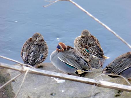 川の岩上で越冬するコガモの群れ コガモ,鳥,野鳥の写真素材