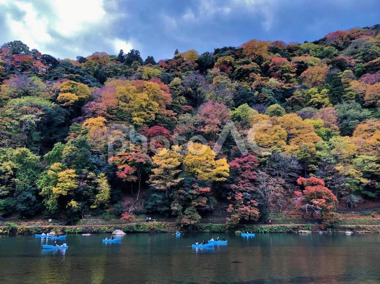 京都嵐山の鮮やかな紅葉と観光客4 渡月橋,紅葉,秋の写真素材