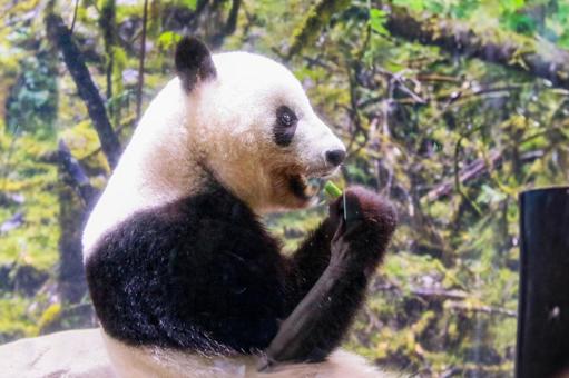 ジャイアントパンダ ジャイアントパンダの写真