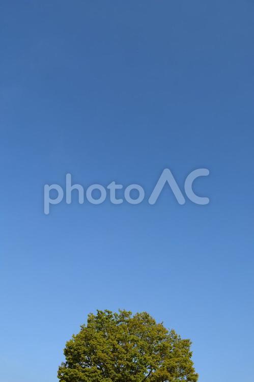 新緑の木と青空 新緑,木,青空の写真素材