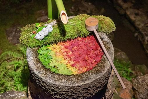 グラデーションが美しい楊谷寺の花手水 グラデーションが美しい楊谷寺の花手水の写真