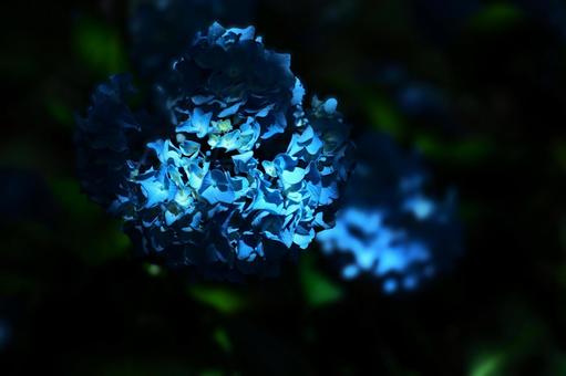 花模様₋アジサイ‐ダークなイメージ 花模様₋アジサイ‐ダークなイメージの写真