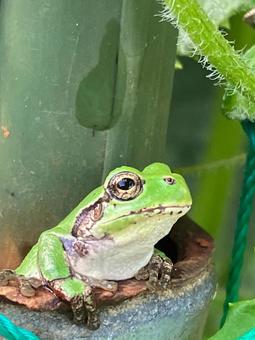 早朝に園芸資材から顔を出すアマガエル 早朝に園芸資材から顔を出すアマガエルの写真
