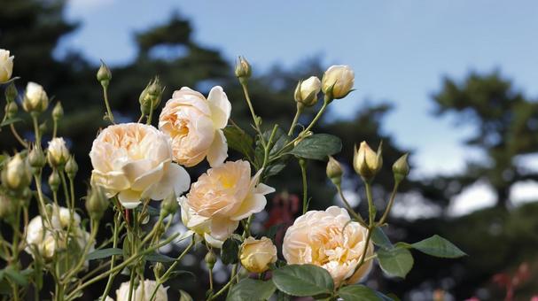 【花の写真】ばらの花 rose,植物,園芸の写真素材