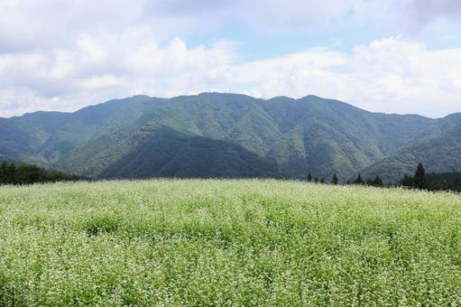 ９月下旬のまんのう町島ヶ峰の天空のソバ畑 ソバ畑,蕎麦,花の写真素材