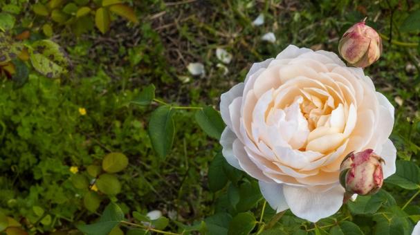 薔薇 薔薇の写真