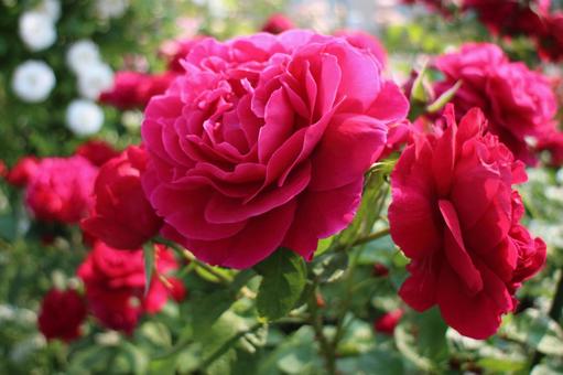 春の赤い薔薇 春の赤い薔薇の写真