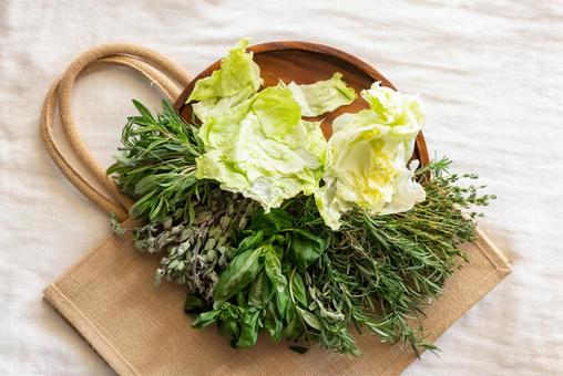 トレイに置かれたレタスやハーブ トレイに置かれたレタスやハーブ 野菜,レタス,バジルの写真素材