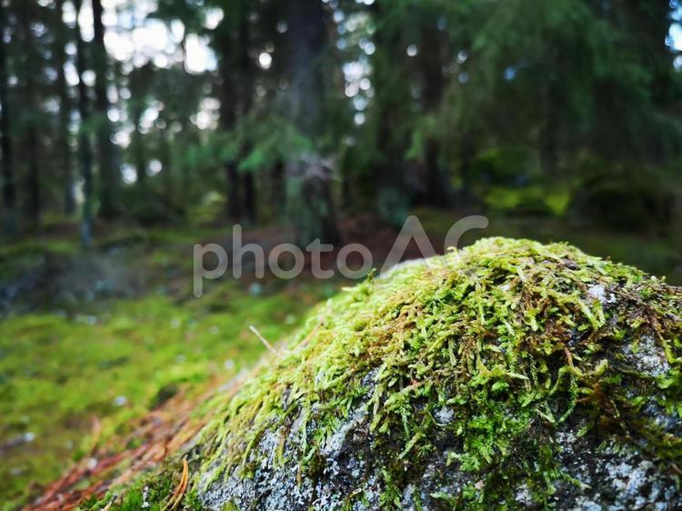 スウェーデンの森　コケ 苔,コケ,森の写真素材
