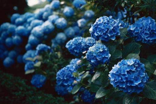 青い紫陽花 青い紫陽花の写真