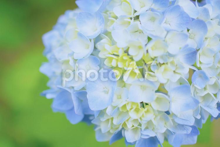 梅雨に咲く色とりどりの紫陽花〜その２ 紫陽花,梅雨,季節の写真素材