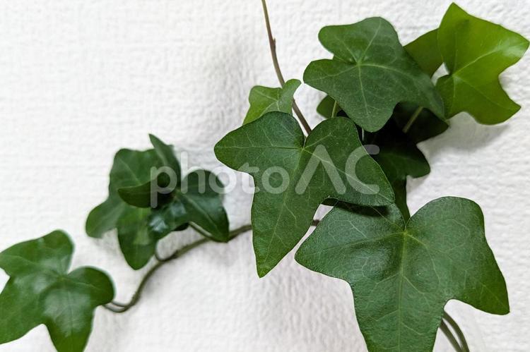 白い壁を背景にしたヘデラ(観葉植物)_2 植物,観葉植物,葉の写真素材