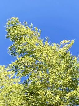 竹 竹 竹,竹林,竹やぶの写真素材