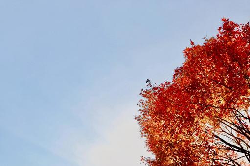 夕暮れの紅葉したモミジ モミジ,紅葉,秋の写真素材