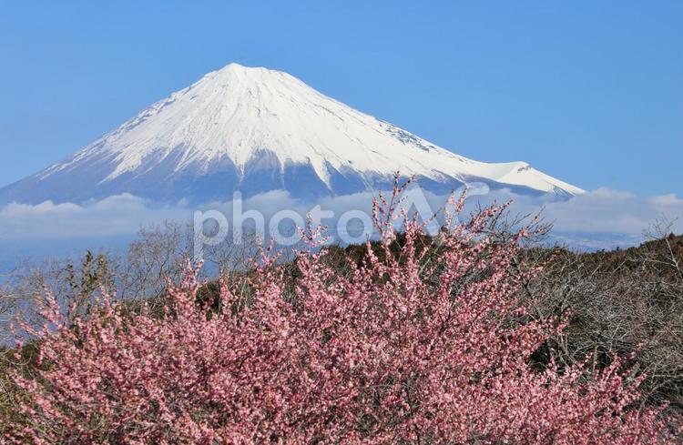 雪富士に春近し 富士山,花,梅の写真素材
