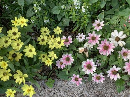 ジニア　花 園芸,花,ガーデニングの写真素材